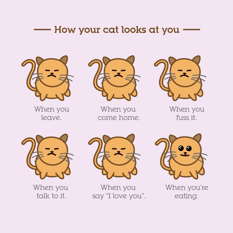 How your cat looks at you