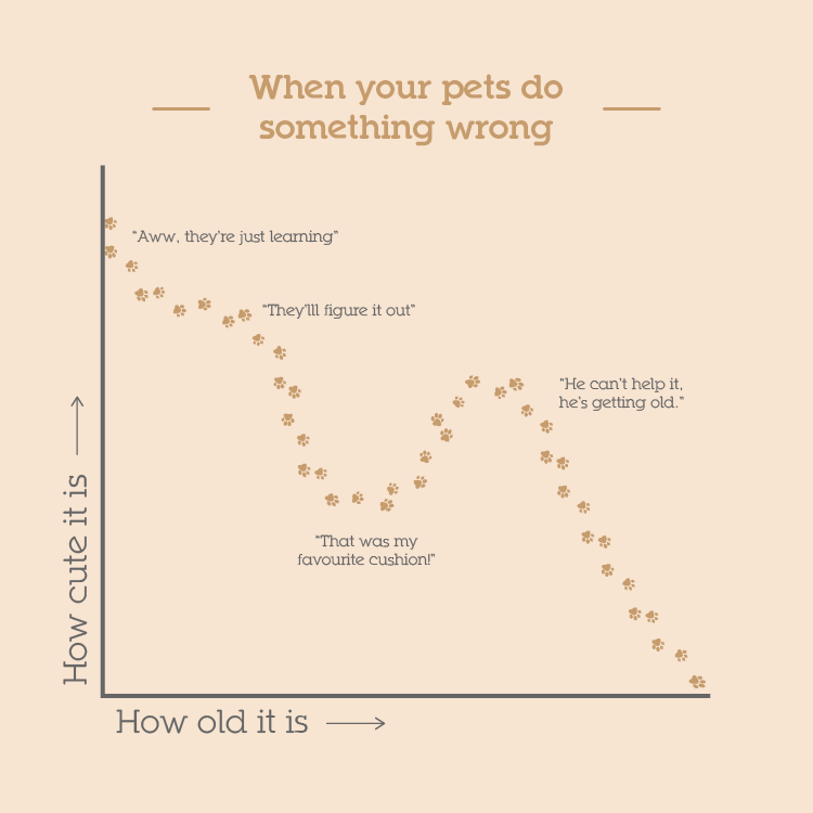 When your pets do something wrong