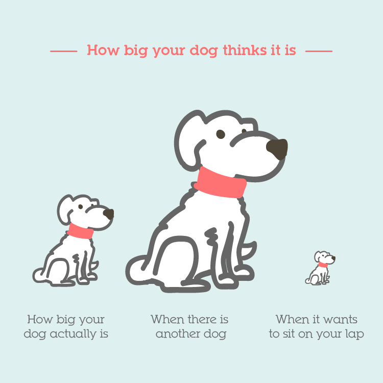 How big dogs think they are