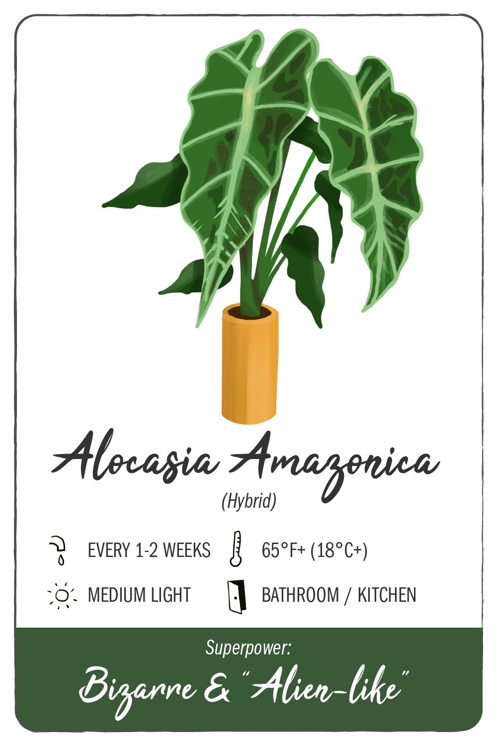 alocasia amazonica - climadoor