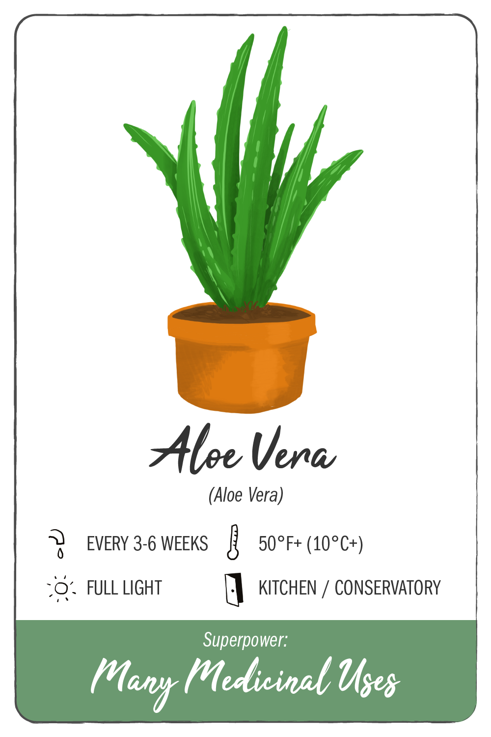 aloe vera - climadoor