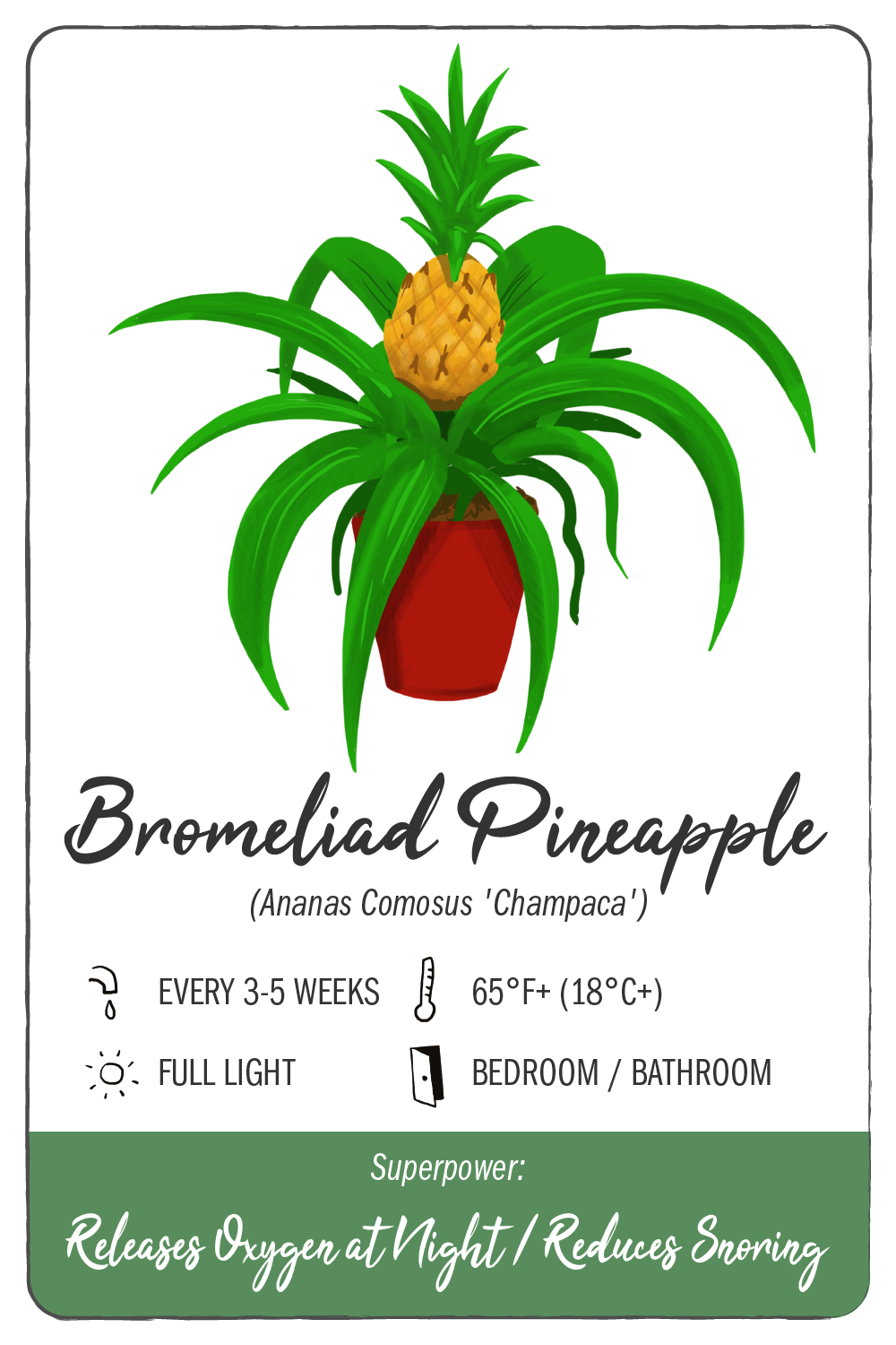 bromeliad pineapple - climadoor