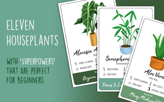 Houseplants with Superpowers - Climadoor