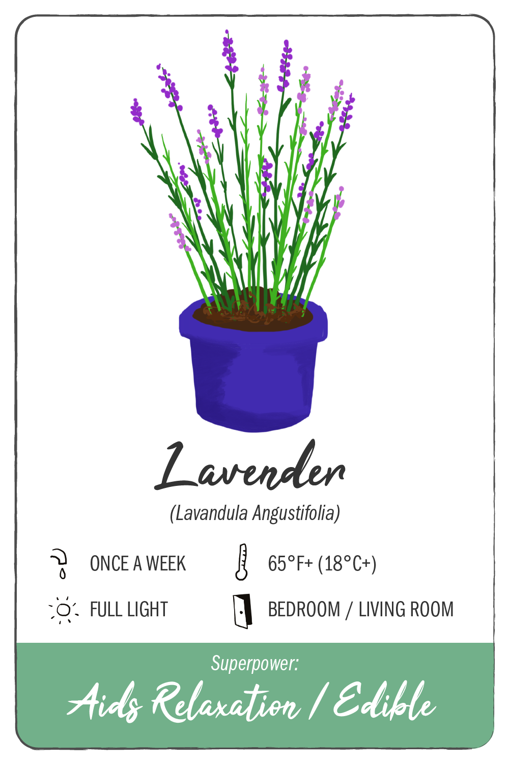lavender - climadoor
