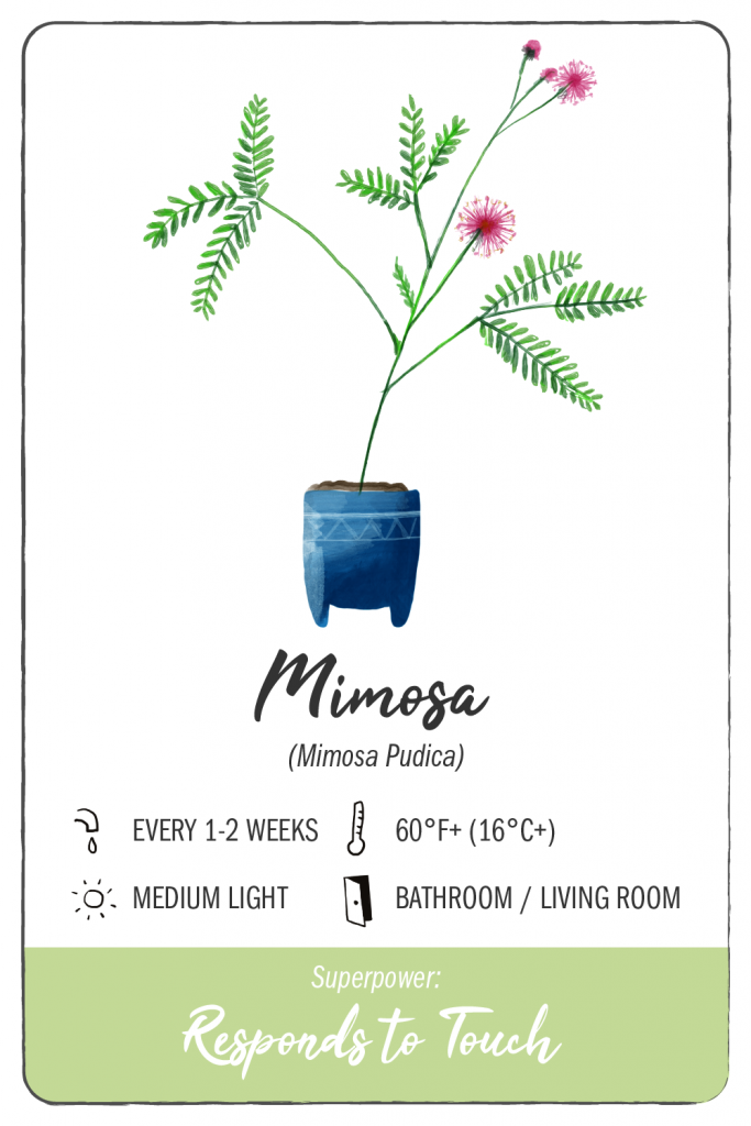 11 Houseplants with Superpowers Climadoor