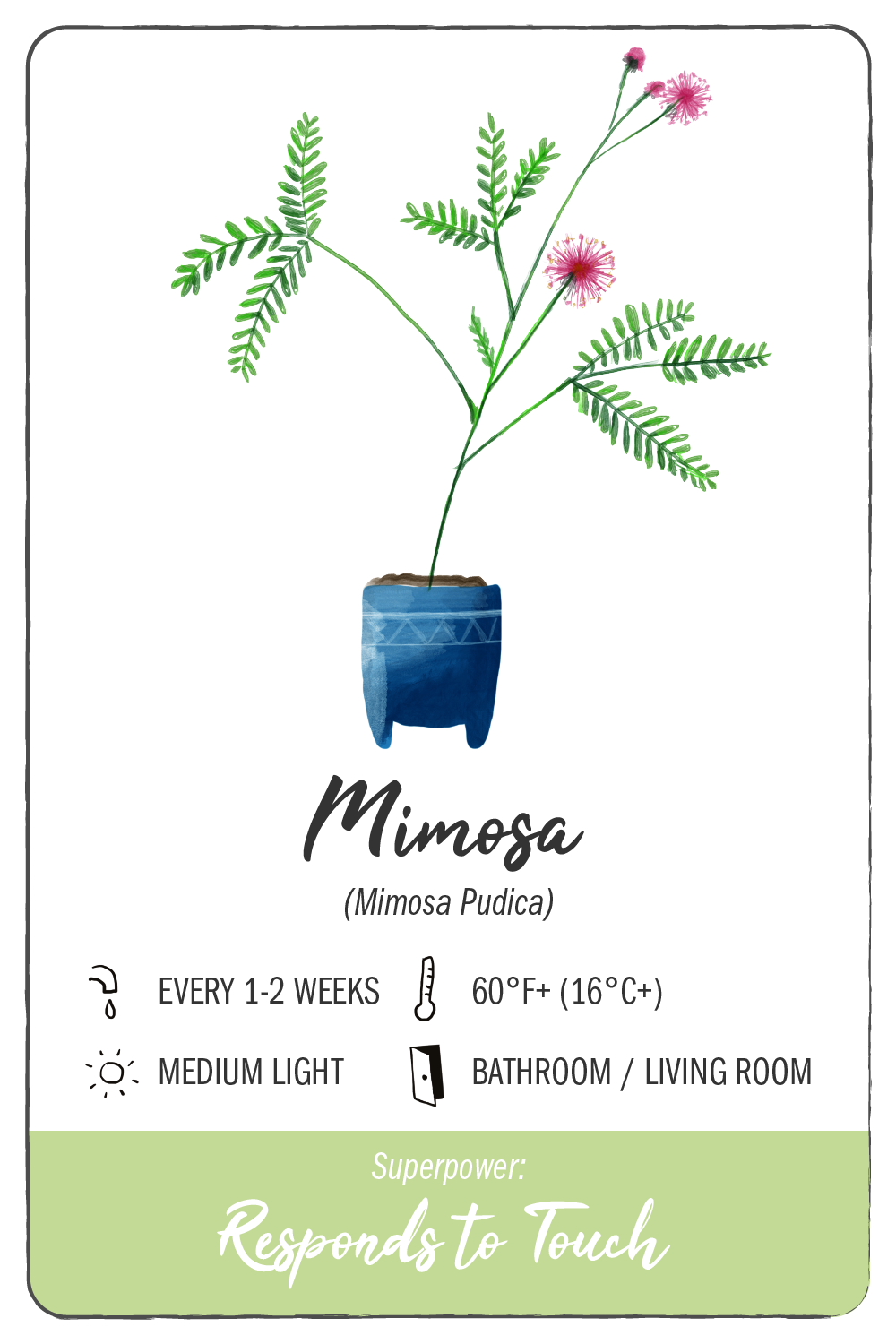 mimosa plant - climadoor 