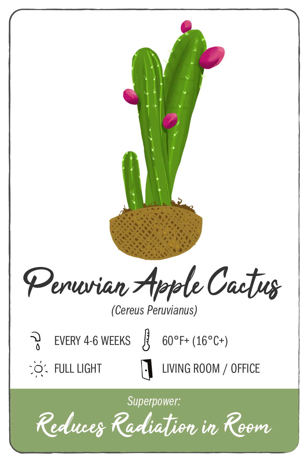 peruvian apple cactus - climadoor