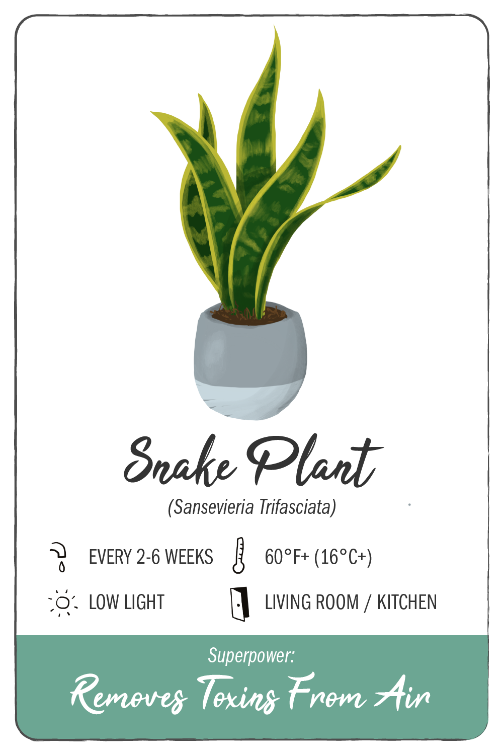 snake plant - climadoor