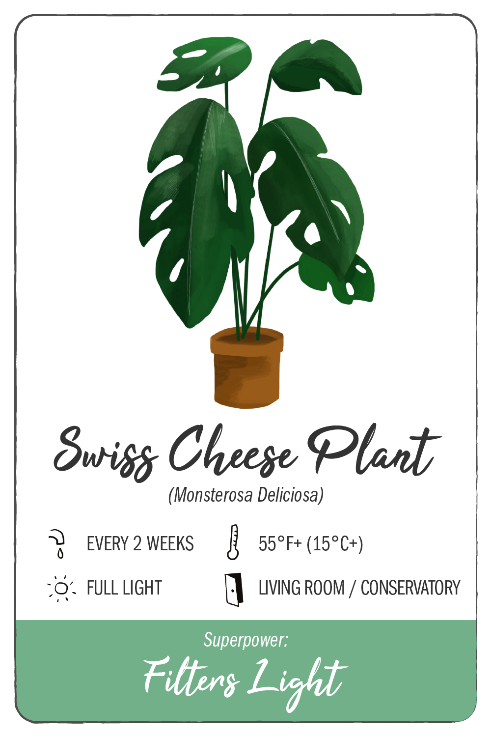 swiss cheese plant - climadoor