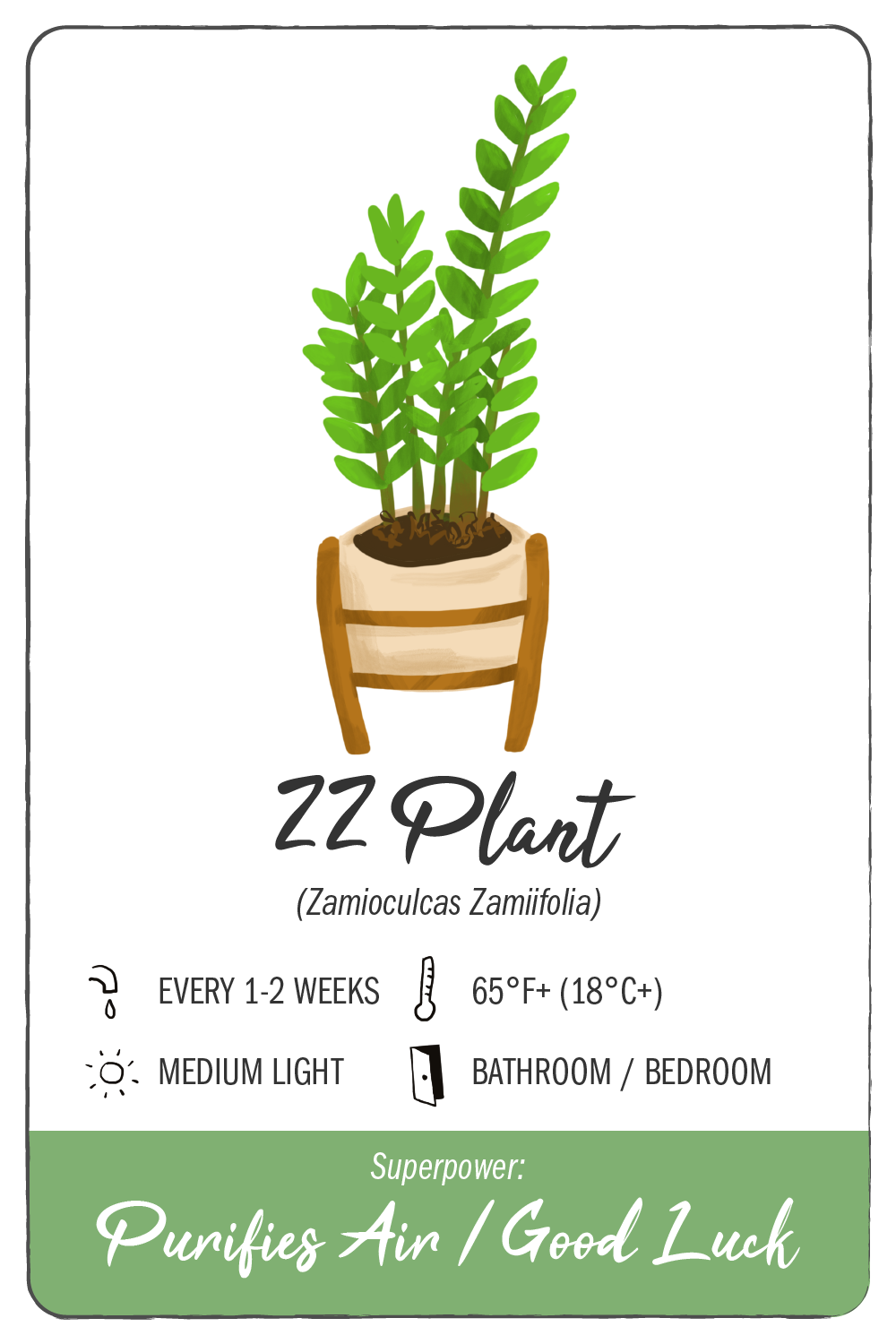 zz plant - climadoor