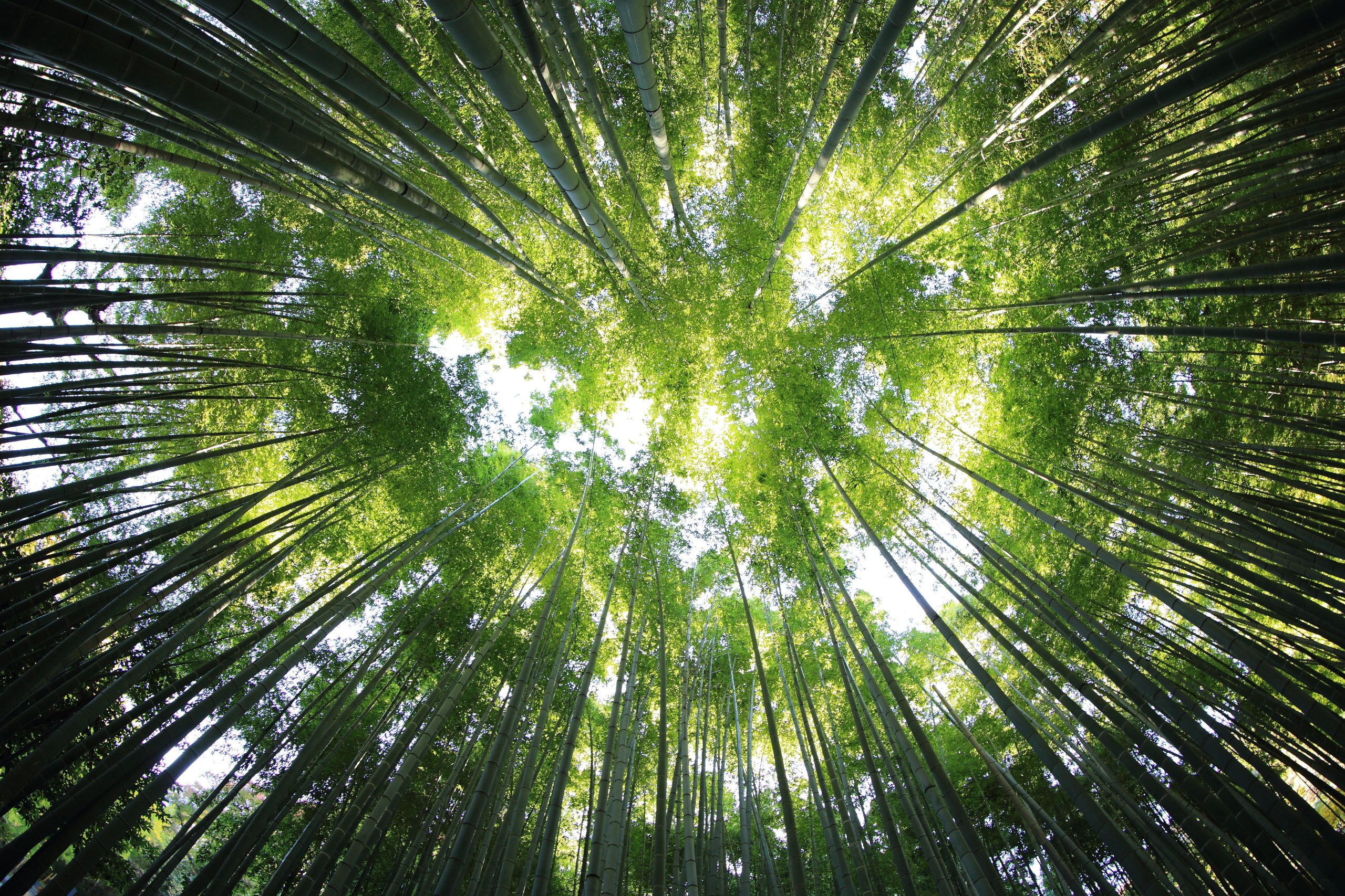 A forest of trees reaching up into a sunny sky